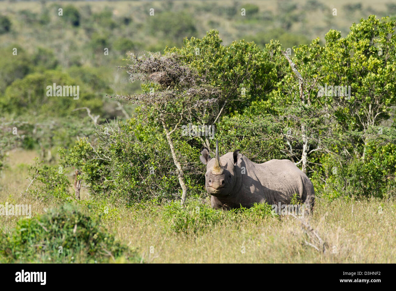 Le rhinocéros noir (Diceros bicornis), Ol Pejeta Wildlife Conservancy, Laikipia, Kenya Banque D'Images Le rhinocéros noir (Diceros bicornis), Ol Pejeta Wildlife Conservancy, Laikipia, Kenya Banque D'Images