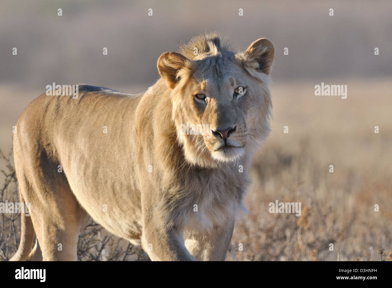 Lion (Panthera leo), mâle adulte, face caméra, Kgalagadi Transfrontier Park, Northern Cape, Afrique du Sud, l'Afrique Banque D'Images