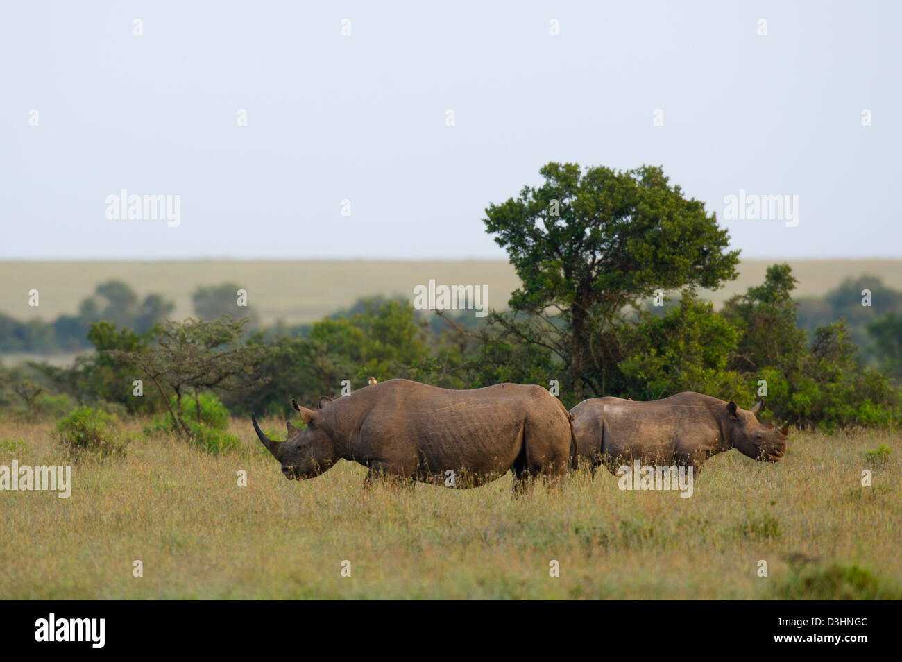 Le rhinocéros noir (Diceros bicornis), Ol Pejeta Wildlife Conservancy, Laikipia, Kenya Banque D'Images Le rhinocéros noir (Diceros bicornis), Ol Pejeta Wildlife Conservancy, Laikipia, Kenya Banque D'Images