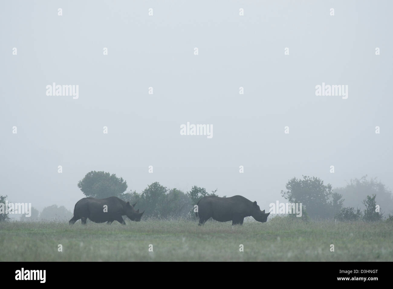 Le rhinocéros noir (Diceros bicornis), Ol Pejeta Wildlife Conservancy, Laikipia, Kenya Banque D'Images