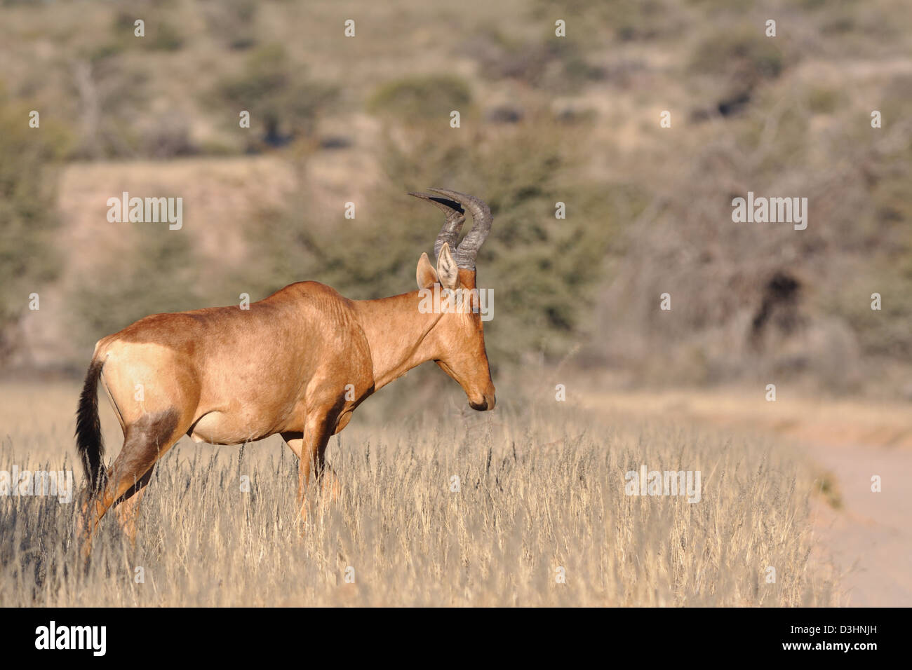 Bubale Alcelaphus buselaphus (rouge), l'homme adulte, la marche dans l'herbe sèche, Kgalagadi Transfrontier Park, Northern Cape, Afrique du Sud, l'Afrique Banque D'Images