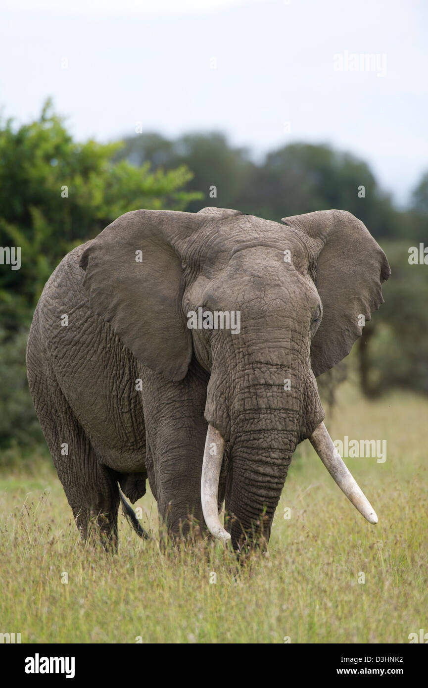 L'éléphant africain (Loxodonta africana africana), Ol Pejeta Wildlife Conservancy, Laikipia, Kenya Banque D'Images
