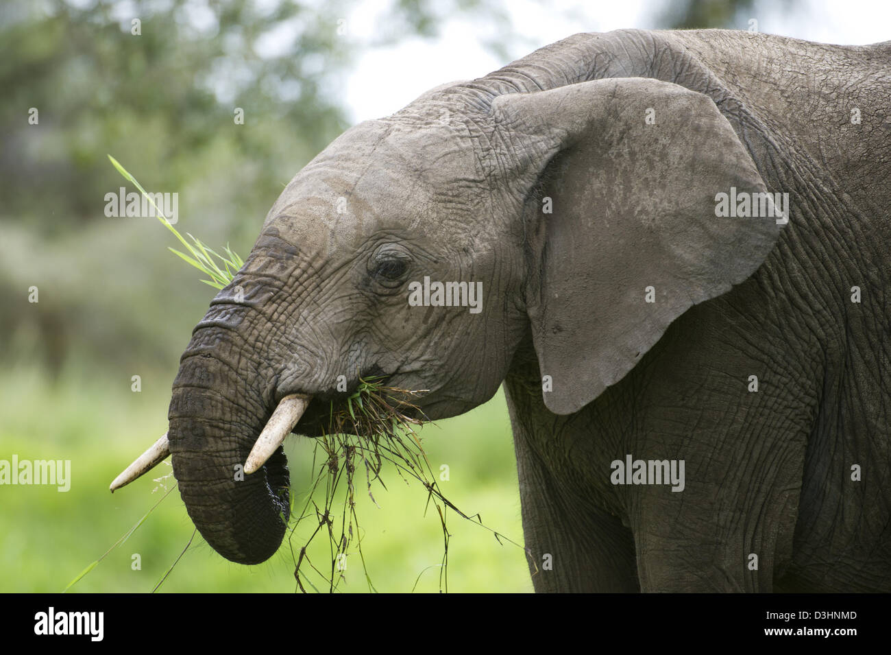 L'éléphant africain (Loxodonta africana africana), Ol Pejeta Wildlife Conservancy, Laikipia, Kenya Banque D'Images