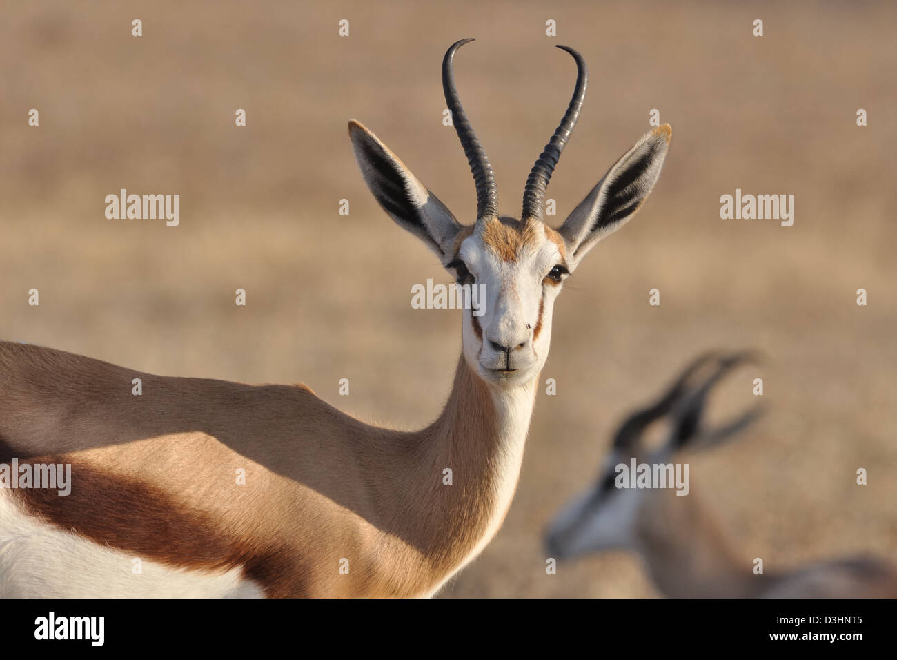Les Springboks (Antidorcas marsupialis), Kgalagadi Transfrontier Park, Northern Cape, Afrique du Sud, l'Afrique Banque D'Images