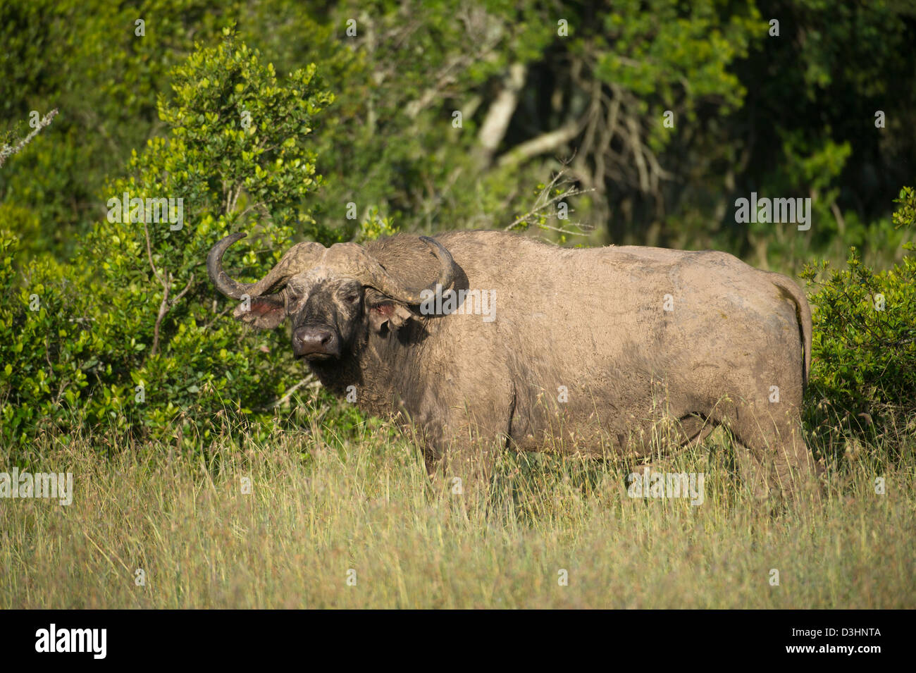 Buffalo (Syncerus caffer caffer), Ol Pejeta Wildlife Conservancy, Laikipia, Kenya Banque D'Images