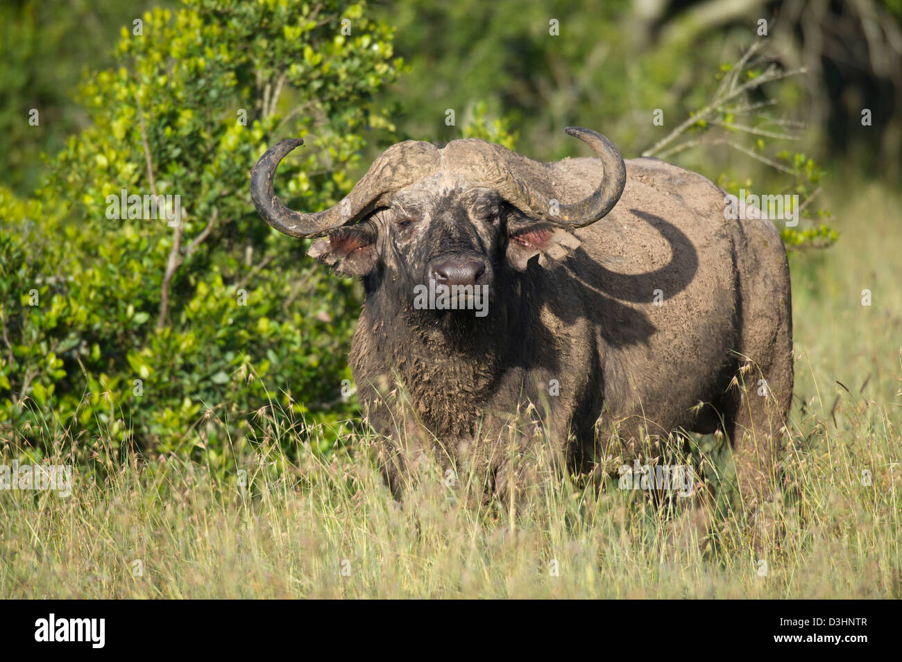 Buffalo (Syncerus caffer caffer), Ol Pejeta Wildlife Conservancy, Laikipia, Kenya Banque D'Images Buffalo (Syncerus caffer caffer), Ol Pejeta Wildlife Conservancy, Laikipia, Kenya Banque D'Images