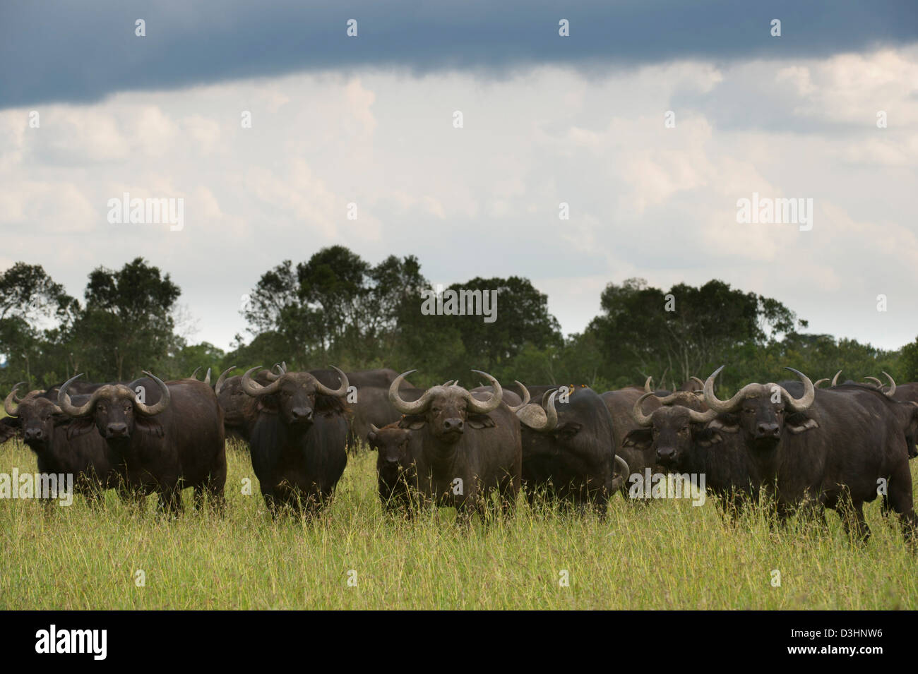 Buffalo (Syncerus caffer caffer), Ol Pejeta Wildlife Conservancy, Laikipia, Kenya Banque D'Images Buffalo (Syncerus caffer caffer), Ol Pejeta Wildlife Conservancy, Laikipia, Kenya Banque D'Images