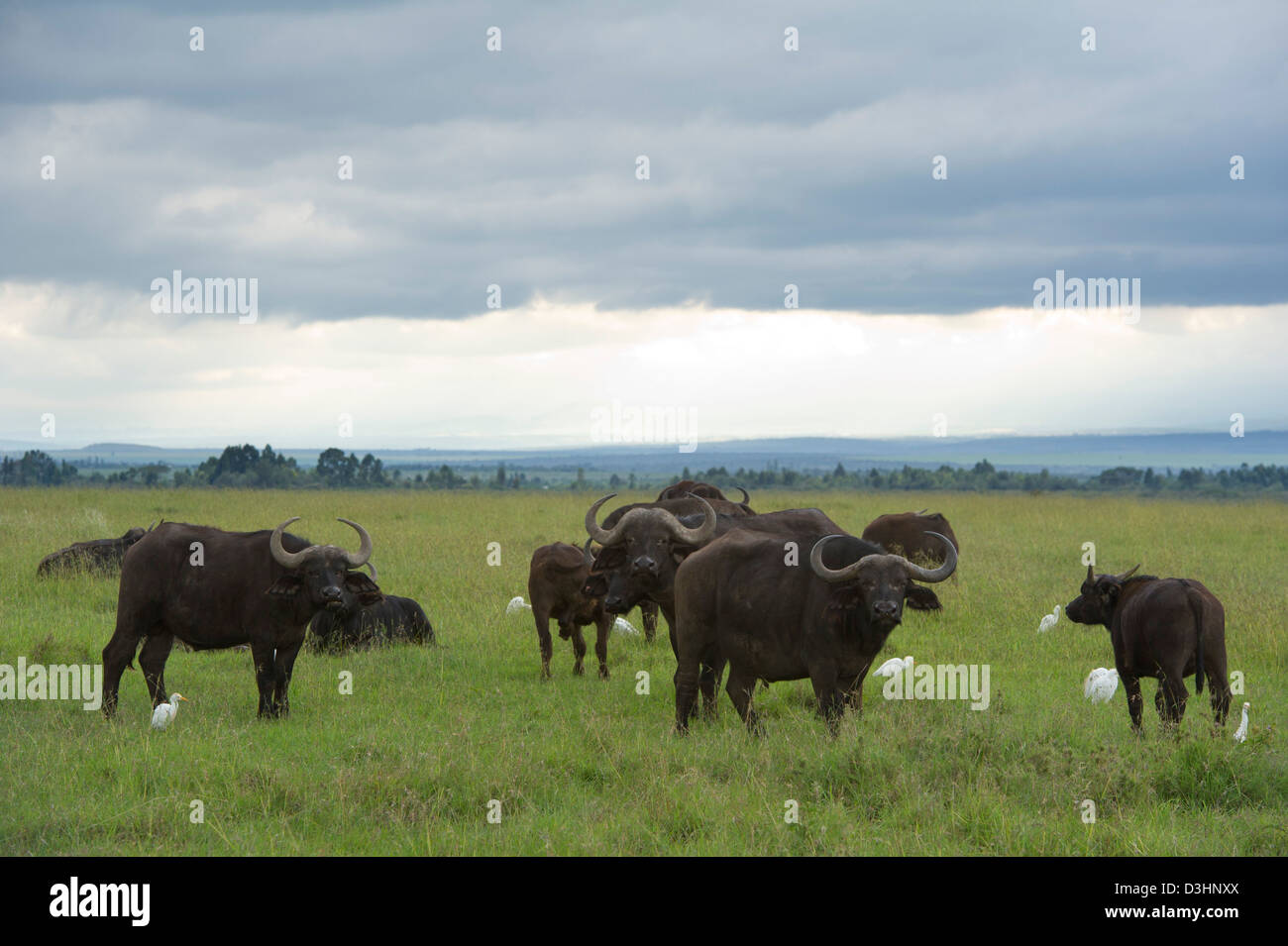 Buffalo (Syncerus caffer caffer), Ol Pejeta Wildlife Conservancy, Laikipia, Kenya Banque D'Images Buffalo (Syncerus caffer caffer), Ol Pejeta Wildlife Conservancy, Laikipia, Kenya Banque D'Images