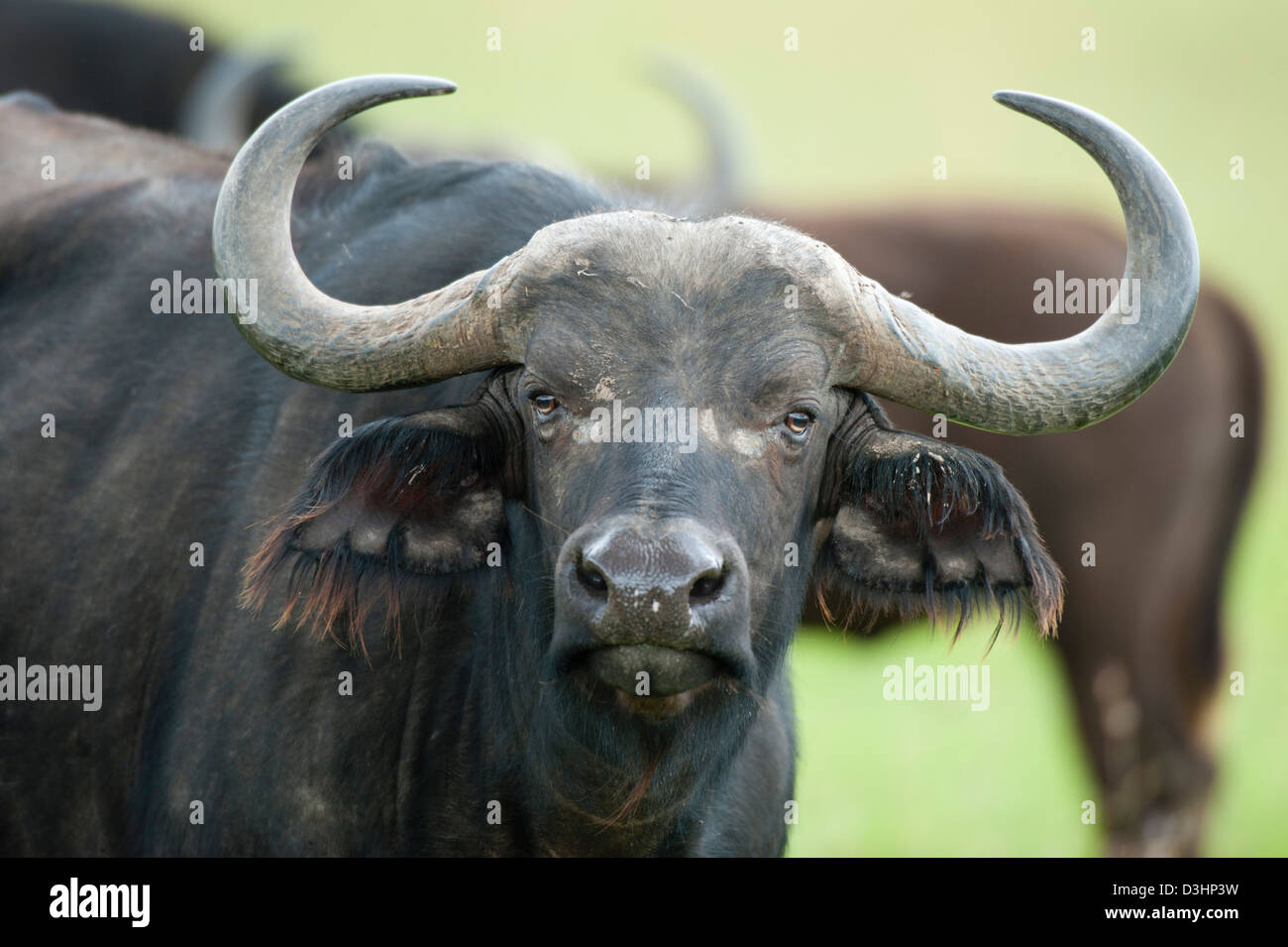 Buffalo (Syncerus caffer caffer), Ol Pejeta Wildlife Conservancy, Laikipia, Kenya Banque D'Images