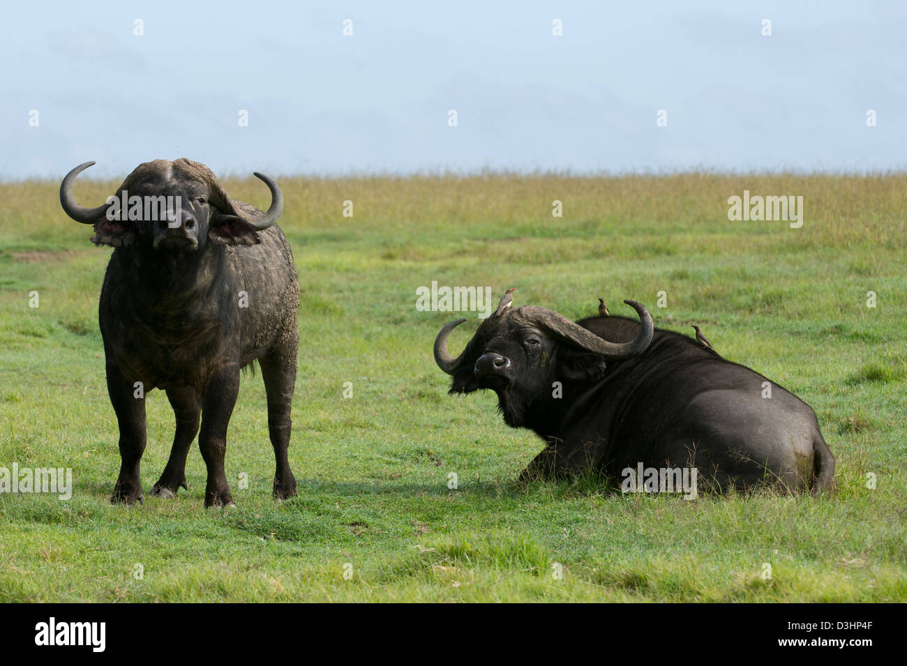Buffalo (Syncerus caffer caffer), Ol Pejeta Wildlife Conservancy, Laikipia, Kenya Banque D'Images