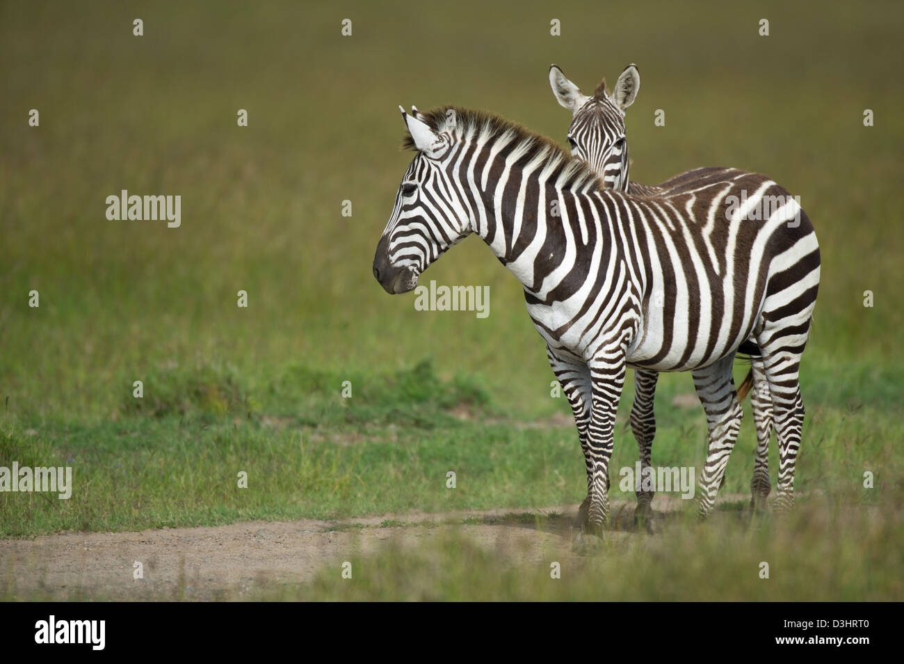 Le zèbre de Burchell (Equus burchellii), Ol Pejeta Wildlife Conservancy, Laikipia, Kenya Banque D'Images