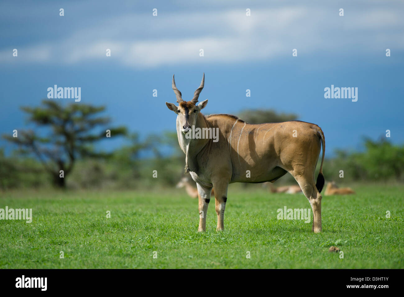(Tragelaphus oryx éland commun), Ol Pejeta Wildlife Conservancy, Laikipia, Kenya Banque D'Images (Tragelaphus oryx éland commun), Ol Pejeta Wildlife Conservancy, Laikipia, Kenya Banque D'Images