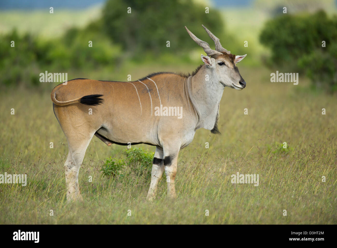 (Tragelaphus oryx éland commun), Ol Pejeta Wildlife Conservancy, Laikipia, Kenya Banque D'Images (Tragelaphus oryx éland commun), Ol Pejeta Wildlife Conservancy, Laikipia, Kenya Banque D'Images