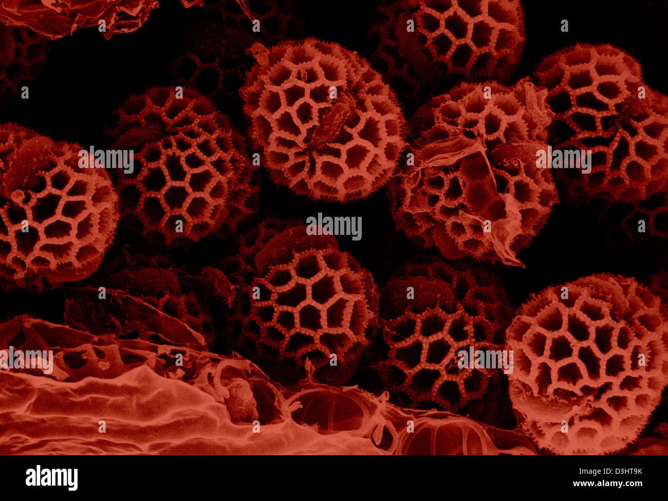 Le POLLEN DE MAUVAISES HERBES CHRYSANTHÈME Banque D'Images
