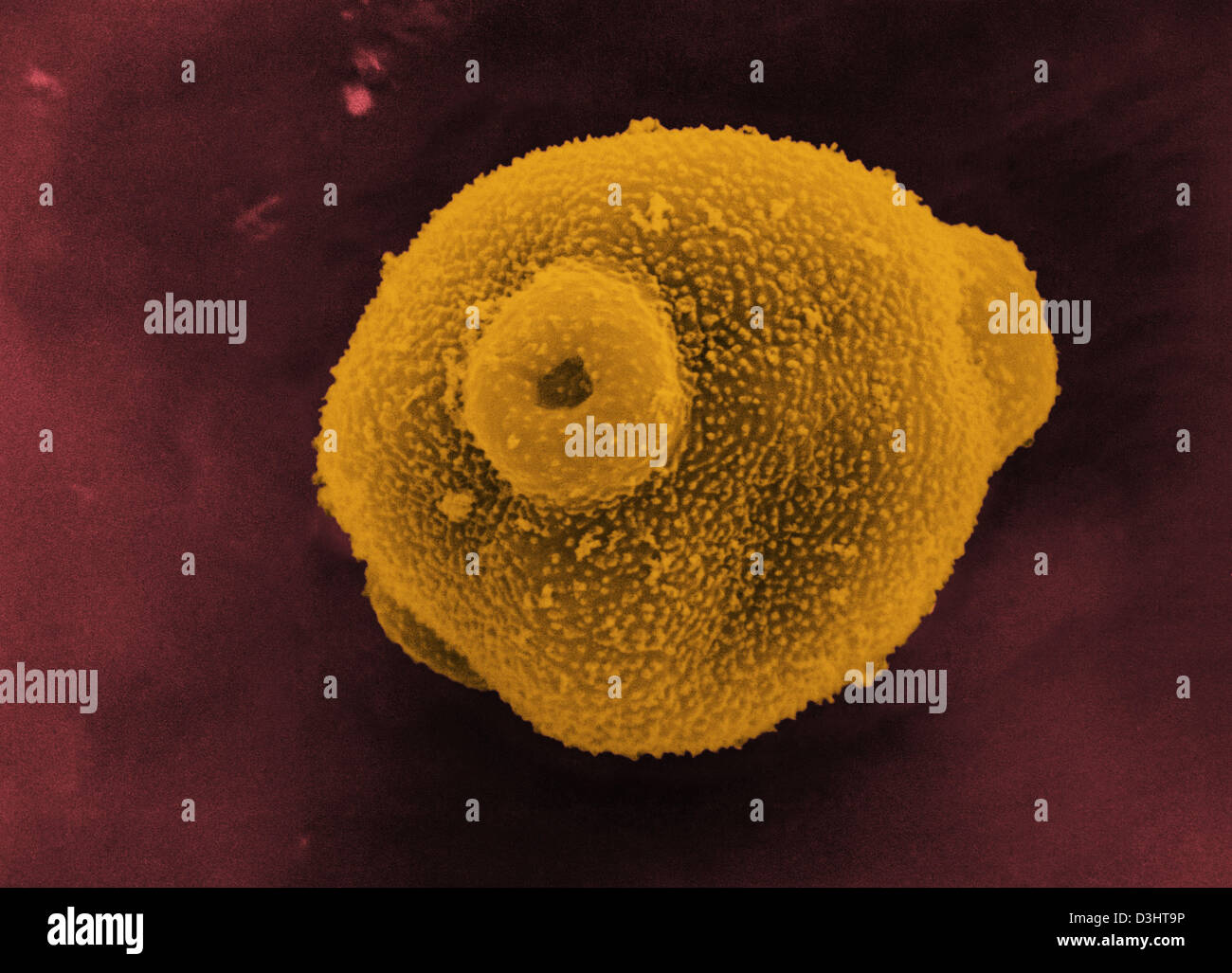 Le pollen de bouleau, SEM Banque D'Images