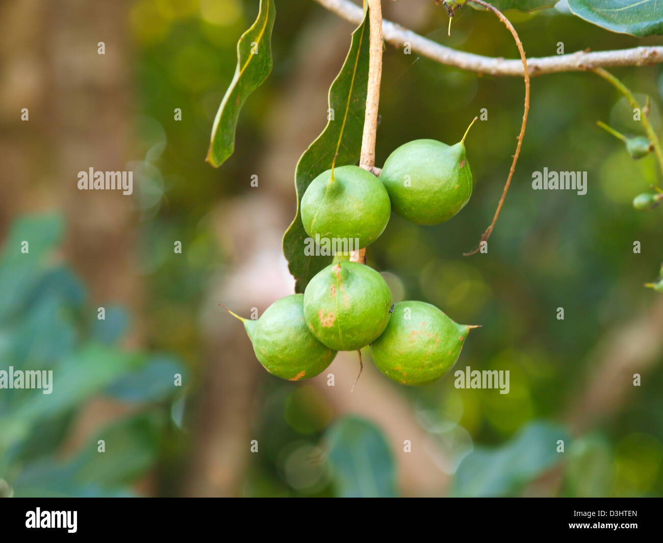 Macadamia integrifolia mûrs , Chiang Rai, Thaïlande Banque D'Images