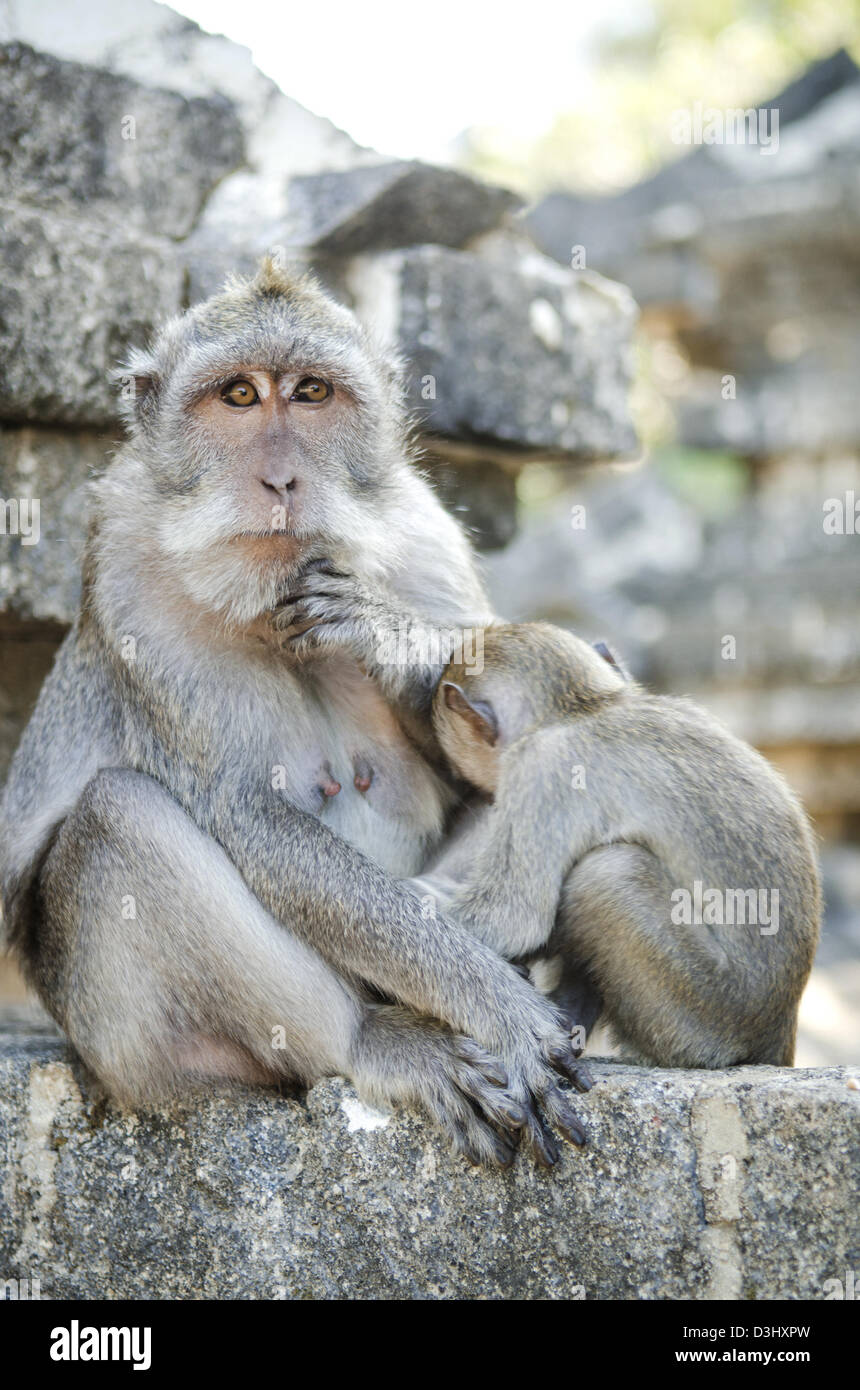 Dans monkey temple bali indonesia Banque D'Images