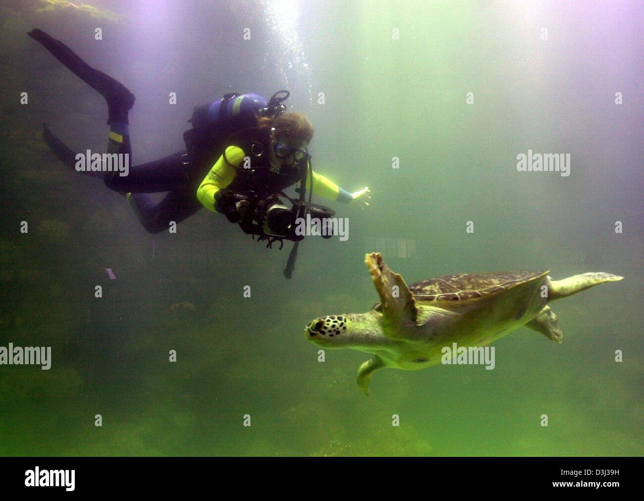 (Afp) - une tortue de l'océan films frogman dans le nouveau réservoir de tortues de l'océan museum de Stralsund, Allemagne, 27 janvier 2004. Quatre grandes tortues dans leur réservoir de luxe sur le même jour. Dans les 350,000 litres-réservoir avec les coraux vietnamiens les tortues pesant jusqu'à 100 kg ont obtenu les meilleures conditions de vie. L'aquarium coûtant quatre millions d'euros a été réalisé en deux ans. Il wi Banque D'Images