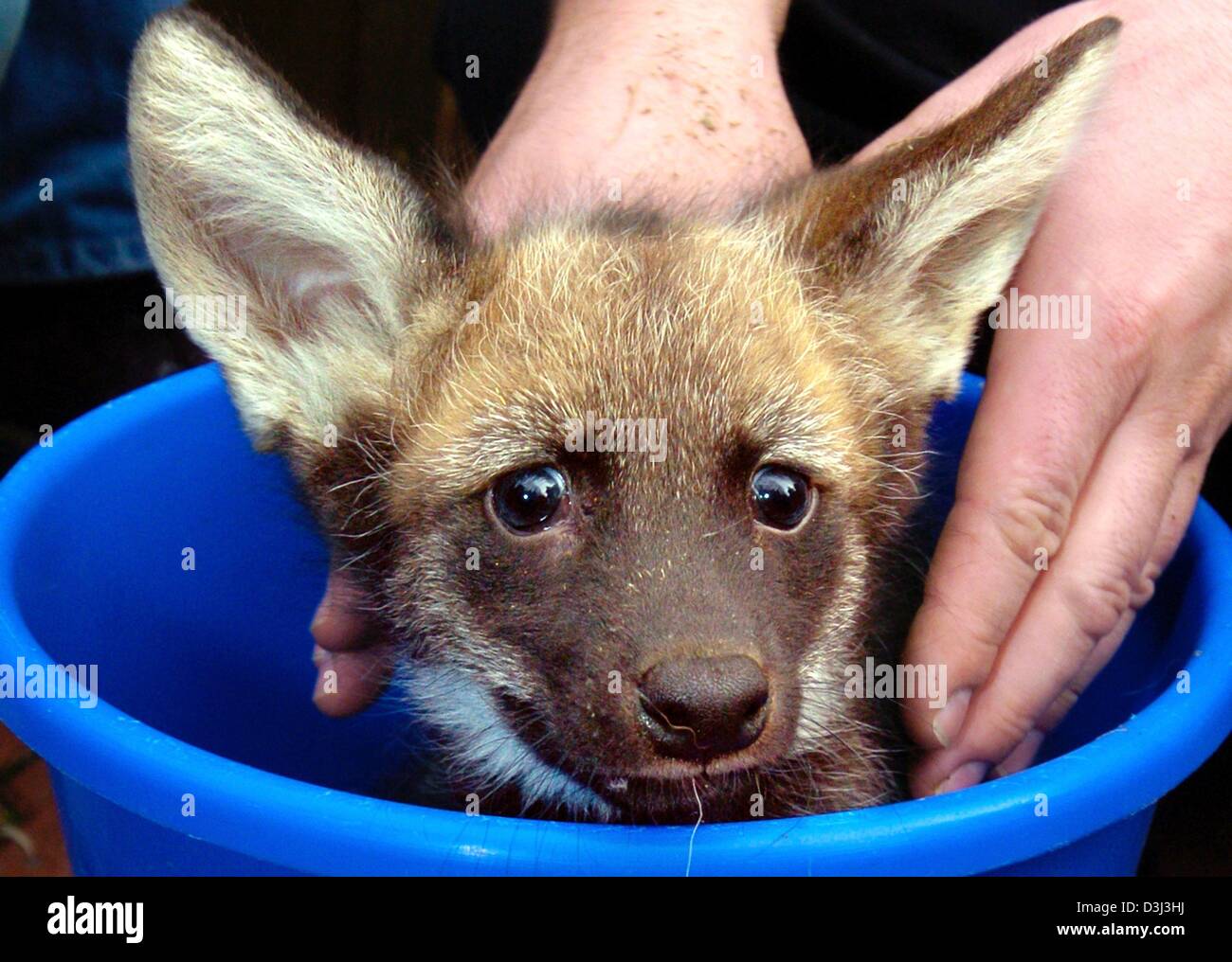 Afp Avec Ses Yeux Grand Ouverts Le Bebe Loup Criniere Jefa Donne A Partir D Un Seau Dans Le Zoo De Francfort Allemagne Le 7 Janvier 04 L Habitat Naturel Du Loup A