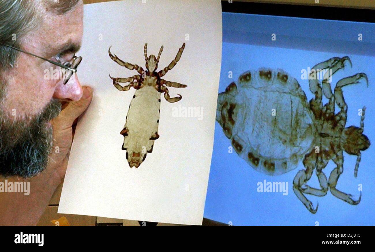 (Afp) - Le professeur Mark Stoneking, chercheur à l'Institut Max-Planck, des études sur son ordinateur le pou d'un humain (Pediculus humanus, R) et celui d'un chimpanzé (Pediculus schaeffi) à Leipzig, Allemagne, 18 août 2003. Stoneking appartient à un groupe de l'anthropologue évolutionniste qui où même de la première date d'utilisation des vêtements de protection par l'analyse des gènes de poux. Selon Banque D'Images (Afp) - Le professeur Mark Stoneking, chercheur à l'Institut Max-Planck, des études sur son ordinateur le pou d'un humain (Pediculus humanus, R) et celui d'un chimpanzé (Pediculus schaeffi) à Leipzig, Allemagne, 18 août 2003. Stoneking appartient à un groupe de l'anthropologue évolutionniste qui où même de la première date d'utilisation des vêtements de protection par l'analyse des gènes de poux. Selon Banque D'Images