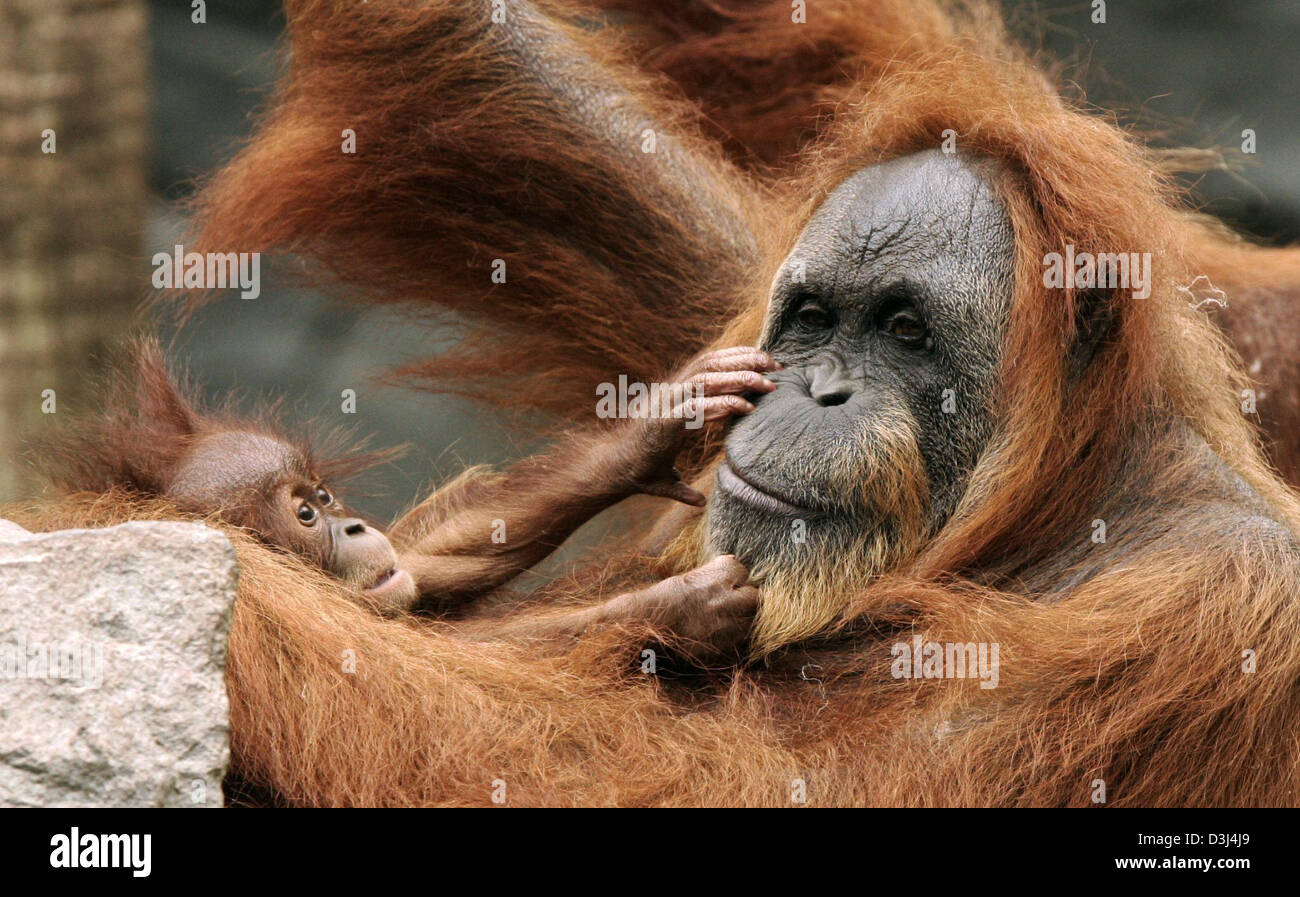 Peu de temps après avoir été baptisé "Harapan" par la TV-hôtes Carolin Reiber l'orang-outan bébé joue avec sa mère 'Bella' au zoo Hagenbeck '' à Hambourg, Allemagne, vendredi 10 juin 2005. Pendant longtemps le zoo Hagenbeck a été impliqué dans la protection de l'APE. 'Harapan' est déjà le 10e bébé qui a été élevé dans le zoo depuis le milieu des années 1990. Banque D'Images