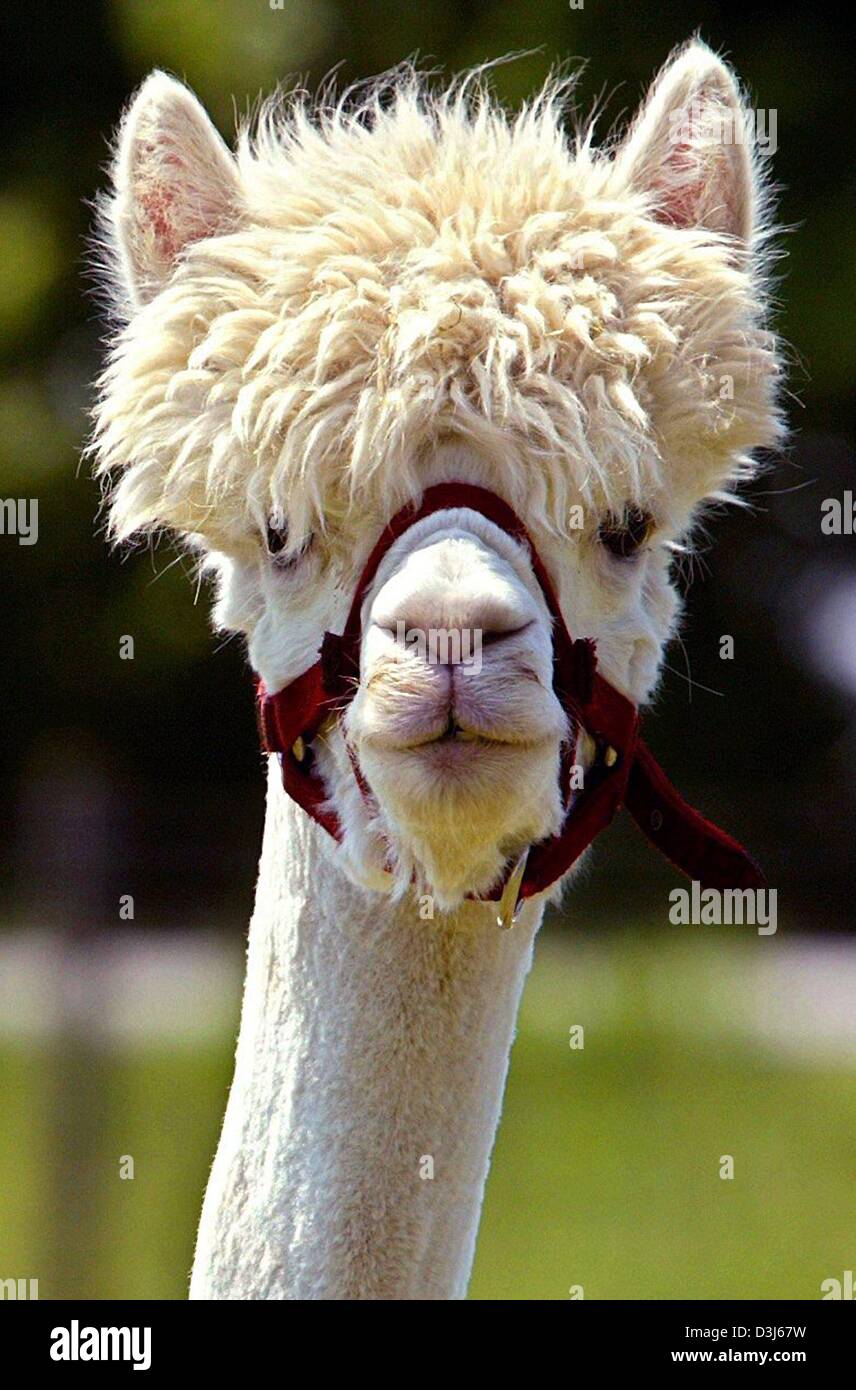 Human interest hum animals alpaca haircut hairdo shear shorn germany Banque  de photographies et d'images à haute résolution - Alamy