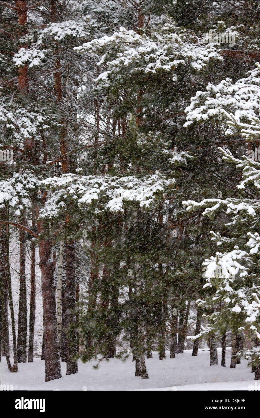 Neige dans la forêt de pins d'hiver Banque D'Images