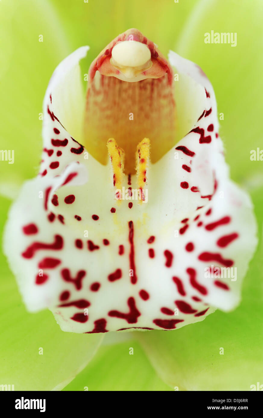 Orchidées Cymbidium verte macro - du vrai détail des pétales intérieurs de fleurs Banque D'Images