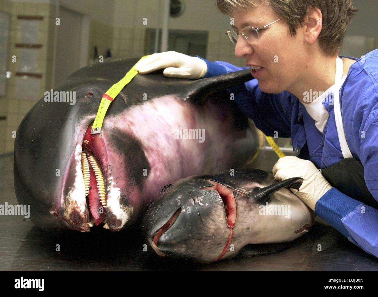 (Afp) - Les fichiers Hasselmeier Ilka Biologiste examine les cadavres d'un brin dolphine à nez blanc (Lagenorhynchus albirostris) et d'un marsouin commun (Phocoena phocoena) au laboratoire de l'Westkueste contre la recherche et de la technologie de l'Université de Kiel en Allemagne, Buesum, 23 octobre 2003. L'institut examine tous les cadavres des petites galles, dolphines et les phoques qui sont trouvés un Banque D'Images