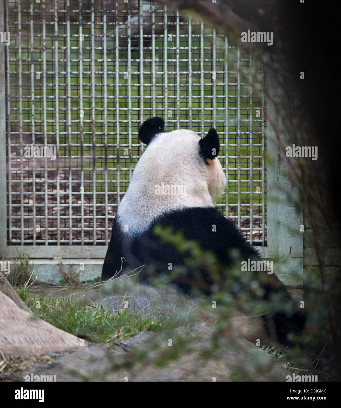 Le zoo d'Edinburgh, Ecosse, Royaume-Uni. 20e Février 2013. Les membres de l'UK Media se rassemblent à l'enceinte de panda mâle Yang Guang 'Sunshine', alors qu'il erre en arrière et l'avant marquage, faire part se dresse contre les murs et par l'ouverture de grillage métallique fermé qui le sépare de Tian Tian 'Sweetie'. Selon le personnel du zoo la paire sont des signes encourageants qu'ils sont prêts à s'accoupler et on espère que cela se produira dans les prochaines semaines. Yang Guang mange normalement 35kg de nourriture par jour, en ce moment il se nourrit principalement de 50kg de bambou. Banque D'Images