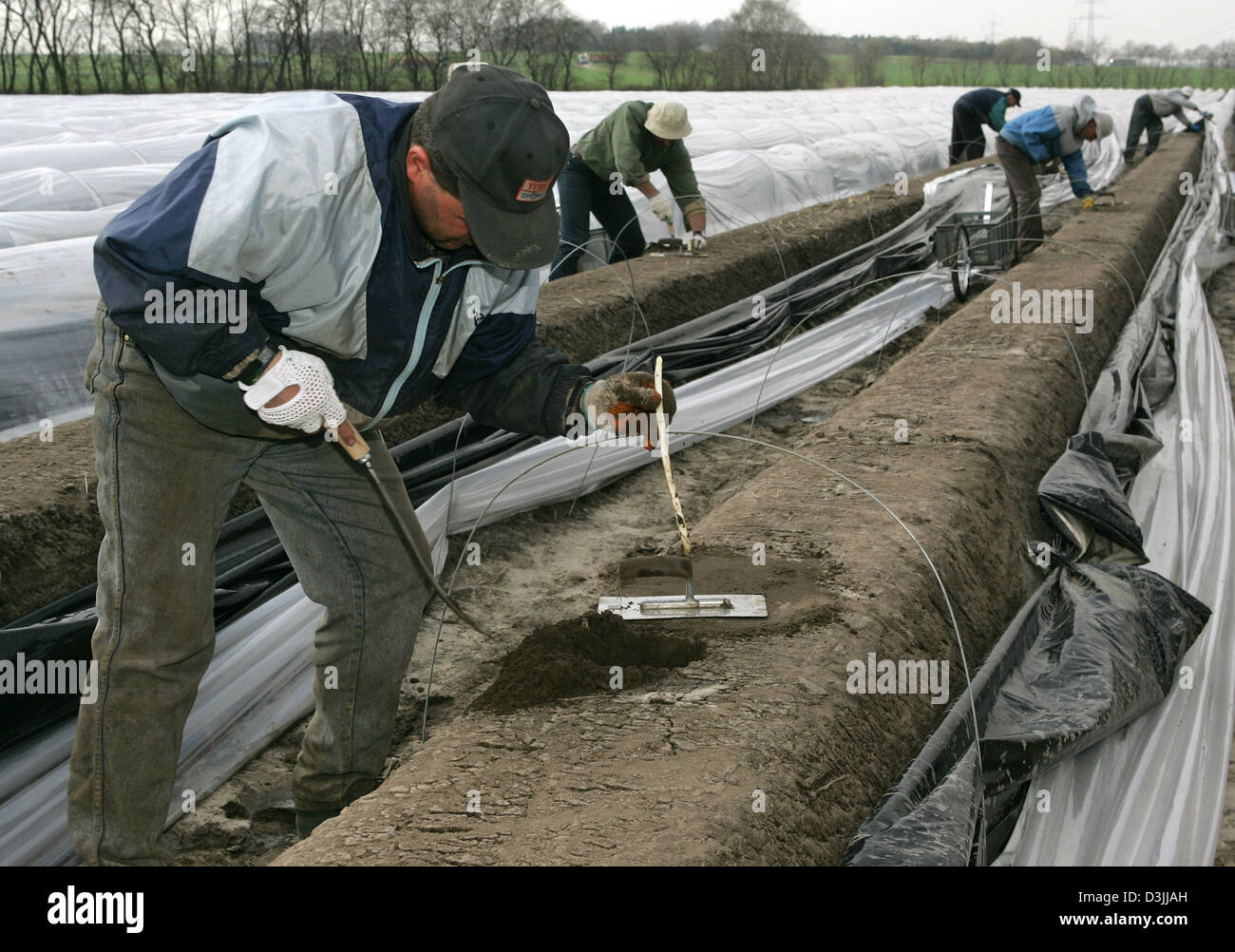 (Afp) - Les aides de la récolte des cultures d'asperges le départ à l'un des plus grandes exploitations de culture de l'Allemagne à Kirchdorf, Allemagne, 6 avril 2005. La plantation est équipé d'un système de tunnel d'aluminium moderne. Le début officiel de la récolte a été prévue pour le 8 avril 2005. Banque D'Images