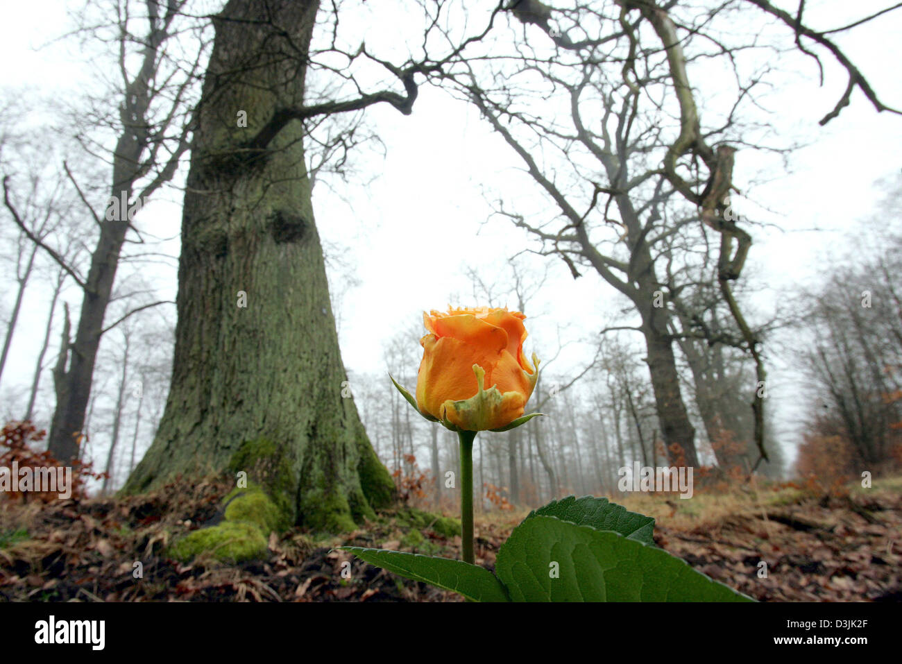 (Afp) - Une seule rose, en signe de deuil, est bloqué dans la terre en face d'un arbre à la forêt dans la forêt Reinhardswald en Allemagne, 28 mars 2005. Le 116-hectare-grand cimetière forêt, qui est le premier dans l'état allemand de la Hesse, a été existantes pour trois ans. Environ 650 personnes, 250 d'entre eux dans l'année 2004, ont été enterrés dans les urnes ici dans l'ombre Banque D'Images