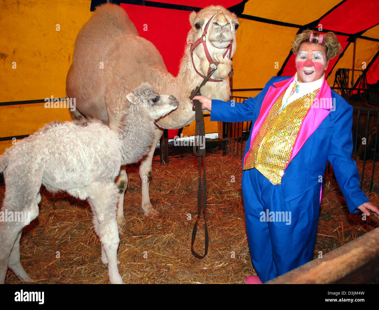 (Afp) - Clown Lolli (Sonja Probst, fille du directeur du cirque) présente fièrement le bébé dromadaire blanc et sa mère Fatima aux visiteurs à l'Probst circus à Goettingen, Allemagne, le 11 mars 2005. L'animal qui pèse environ 50 kilogrammes est né dans la nuit de mercredi et jeudi 10 mars 2005. Il n'a pas encore de nom. Les enfants sont censés choisir une à o Banque D'Images