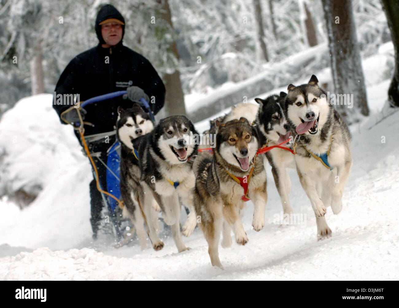 (Afp) - en pleine vigueur tirez les Huskies six le traîneau de leurs 'musher' sur la pente de la "1. La course en traîneaux à chiens' sur la montagne Feldberg en Allemagne, le 13 mars 2005. Banque D'Images