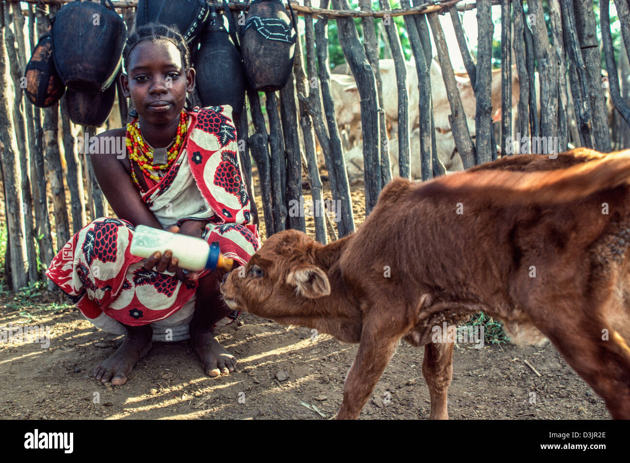 Jeune fille d'Oromo dans la robe traditionnelle colorée qui s'accroupisse tout en nourrissant le lait à la main à un jeune veau malade. Près de Wajir, Kenya Banque D'Images