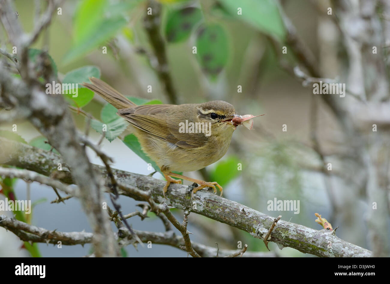 La Paruline de radde magnifique(Merops schawarzi) dans la forêt thaïlandaise Banque D'Images