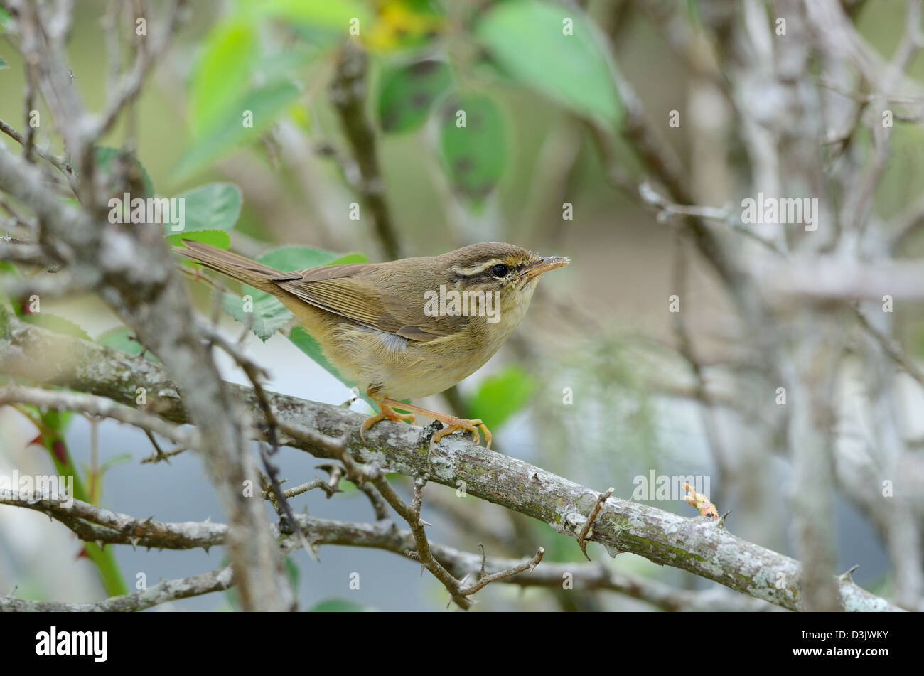 La Paruline de radde magnifique(Merops schawarzi) dans la forêt thaïlandaise Banque D'Images