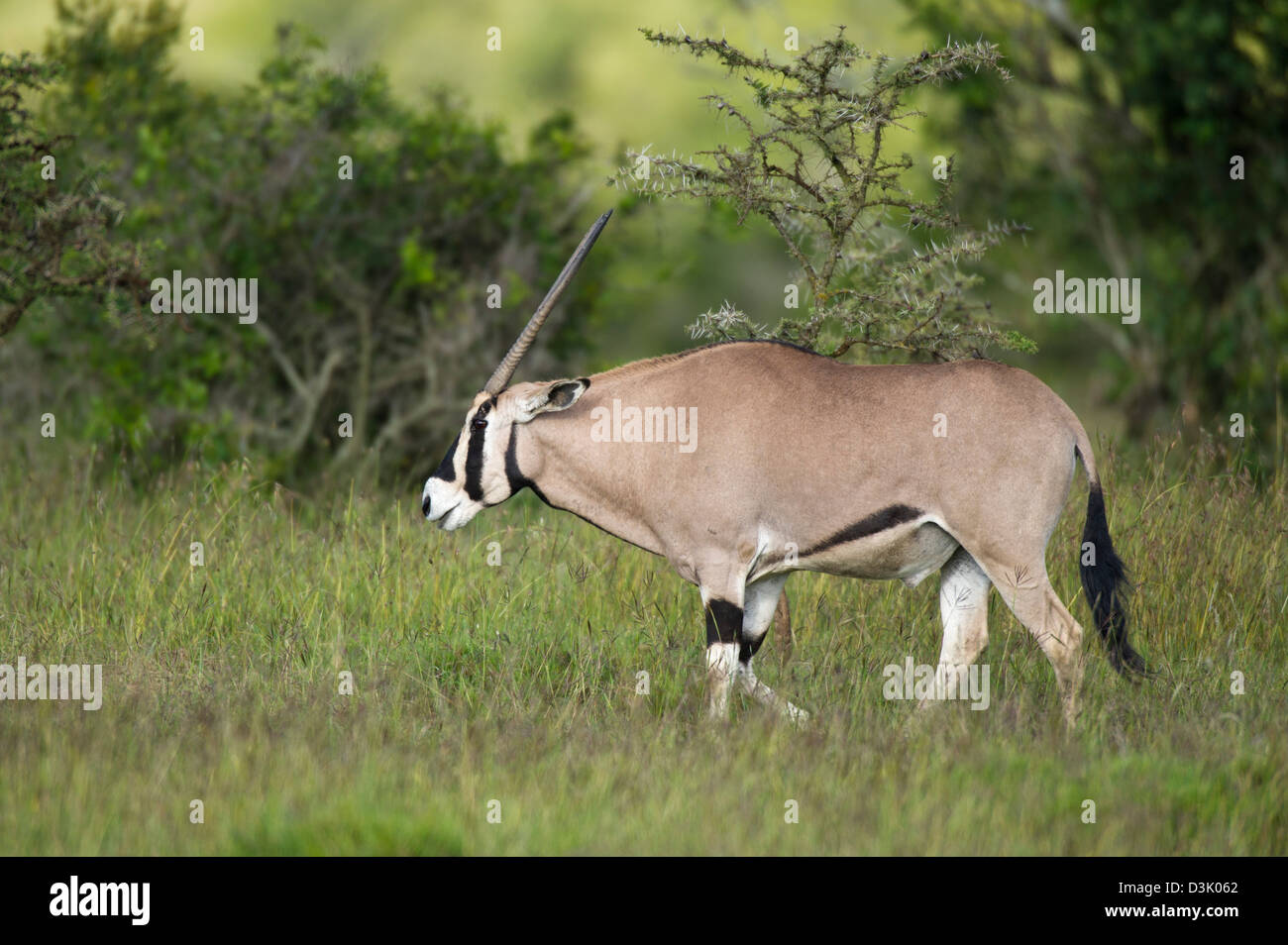( Oryx de beisa Oryx gazella beisa), Ol Pejeta Wildlife Conservancy, Laikipia, Kenya Banque D'Images