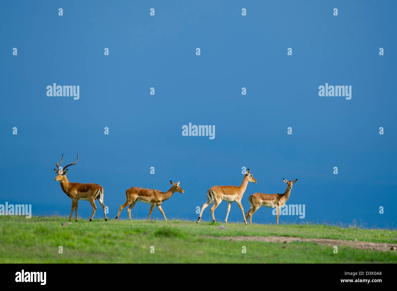 Impala (Aepyceros melampus), Ol Pejeta Wildlife Conservancy, Laikipia, Kenya Banque D'Images Impala (Aepyceros melampus), Ol Pejeta Wildlife Conservancy, Laikipia, Kenya Banque D'Images