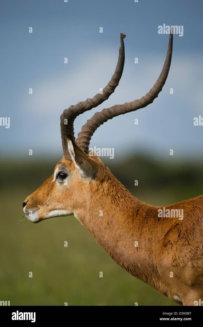 Impala (Aepyceros melampus), Ol Pejeta Wildlife Conservancy, Laikipia, Kenya Banque D'Images Impala (Aepyceros melampus), Ol Pejeta Wildlife Conservancy, Laikipia, Kenya Banque D'Images