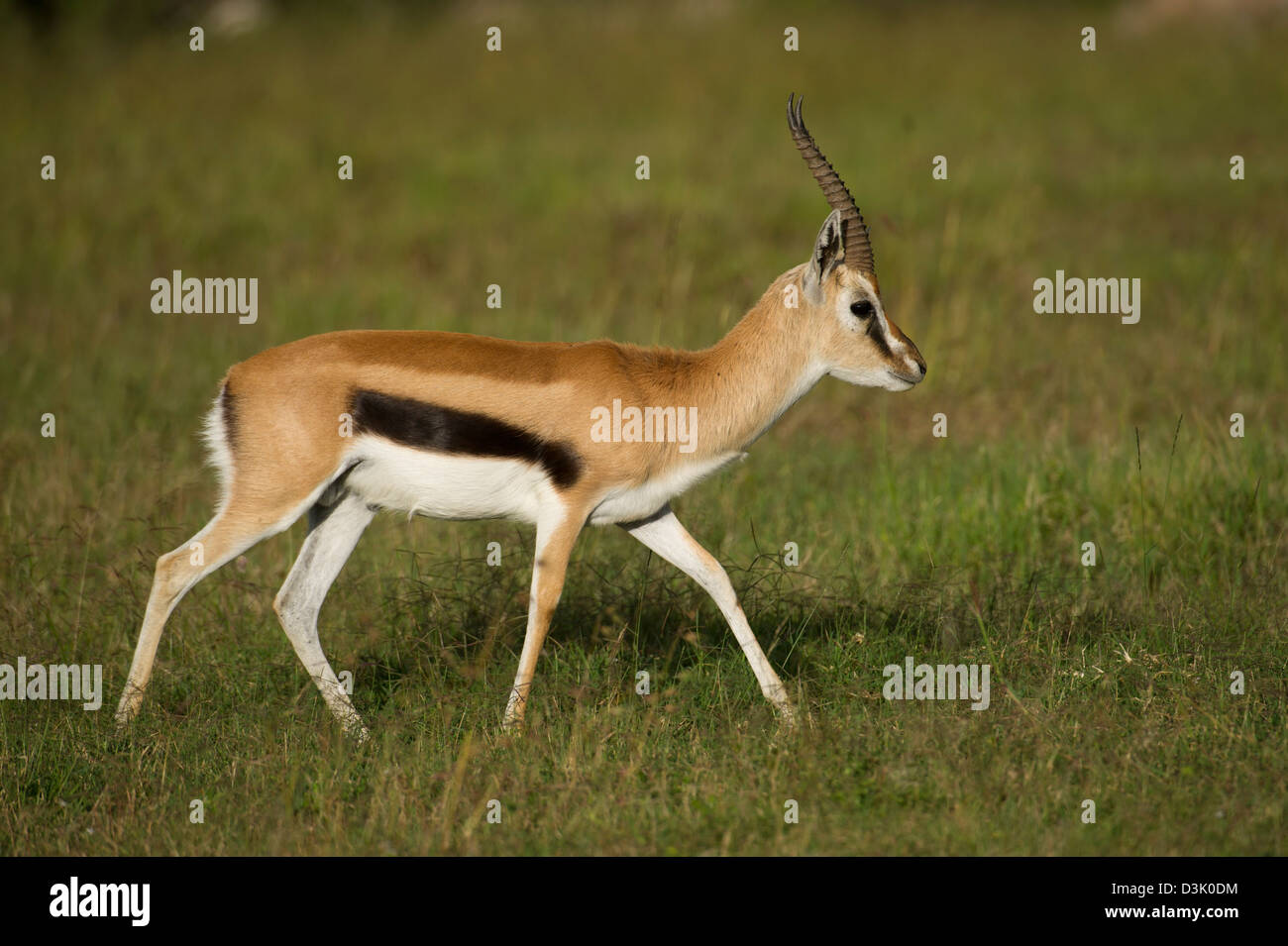 Thomson (Gazella thomsoni) , Ol Pejeta Wildlife Conservancy, Laikipia, Kenya Banque D'Images Thomson (Gazella thomsoni) , Ol Pejeta Wildlife Conservancy, Laikipia, Kenya Banque D'Images