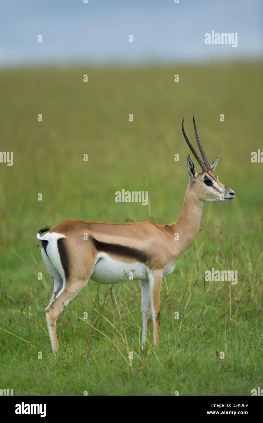 Grant's (Gazella granti), Ol Pejeta Wildlife Conservancy, Laikipia, Kenya Banque D'Images Grant's (Gazella granti), Ol Pejeta Wildlife Conservancy, Laikipia, Kenya Banque D'Images