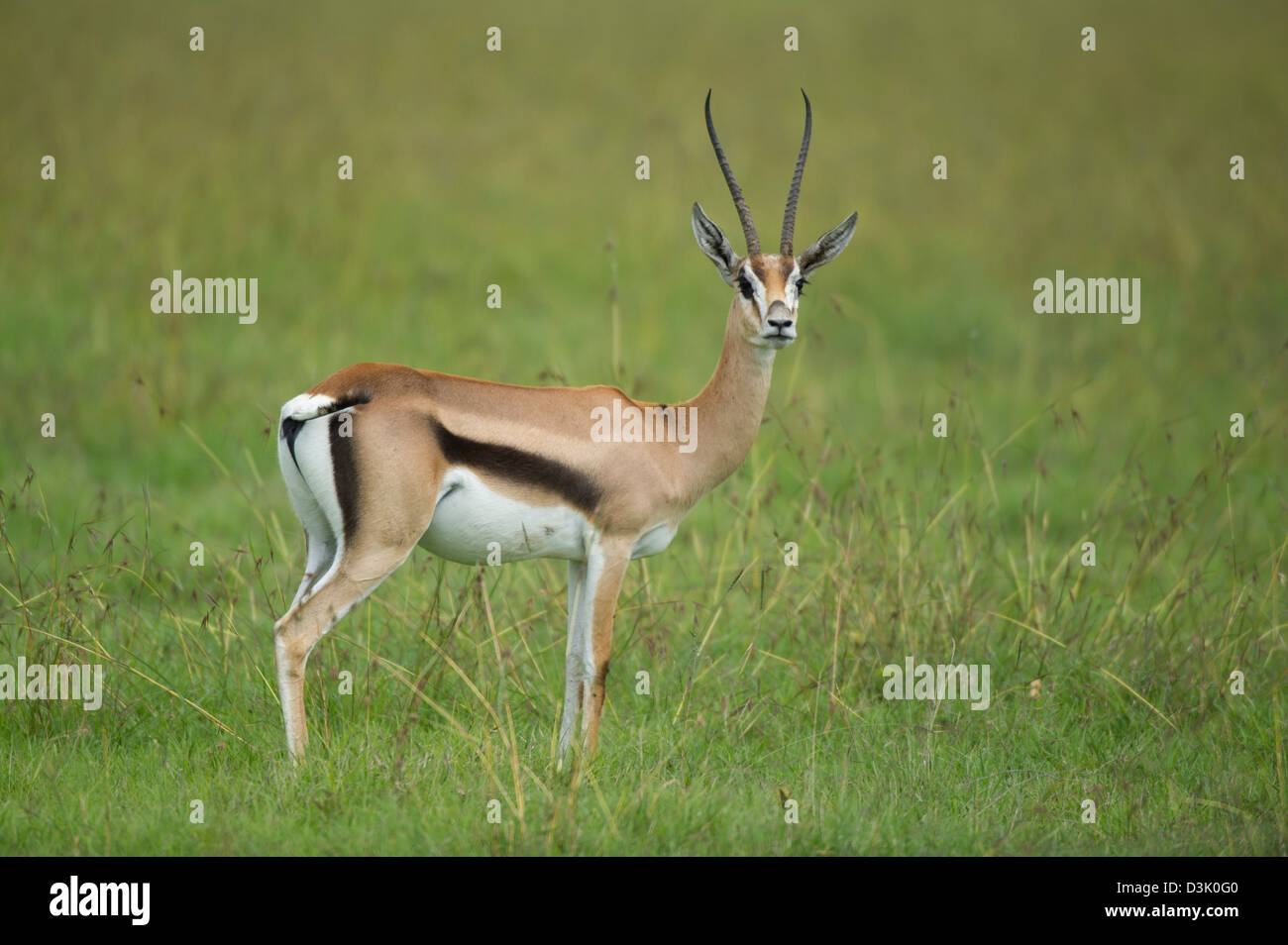 Grant's (Gazella granti), Ol Pejeta Wildlife Conservancy, Laikipia, Kenya Banque D'Images Grant's (Gazella granti), Ol Pejeta Wildlife Conservancy, Laikipia, Kenya Banque D'Images