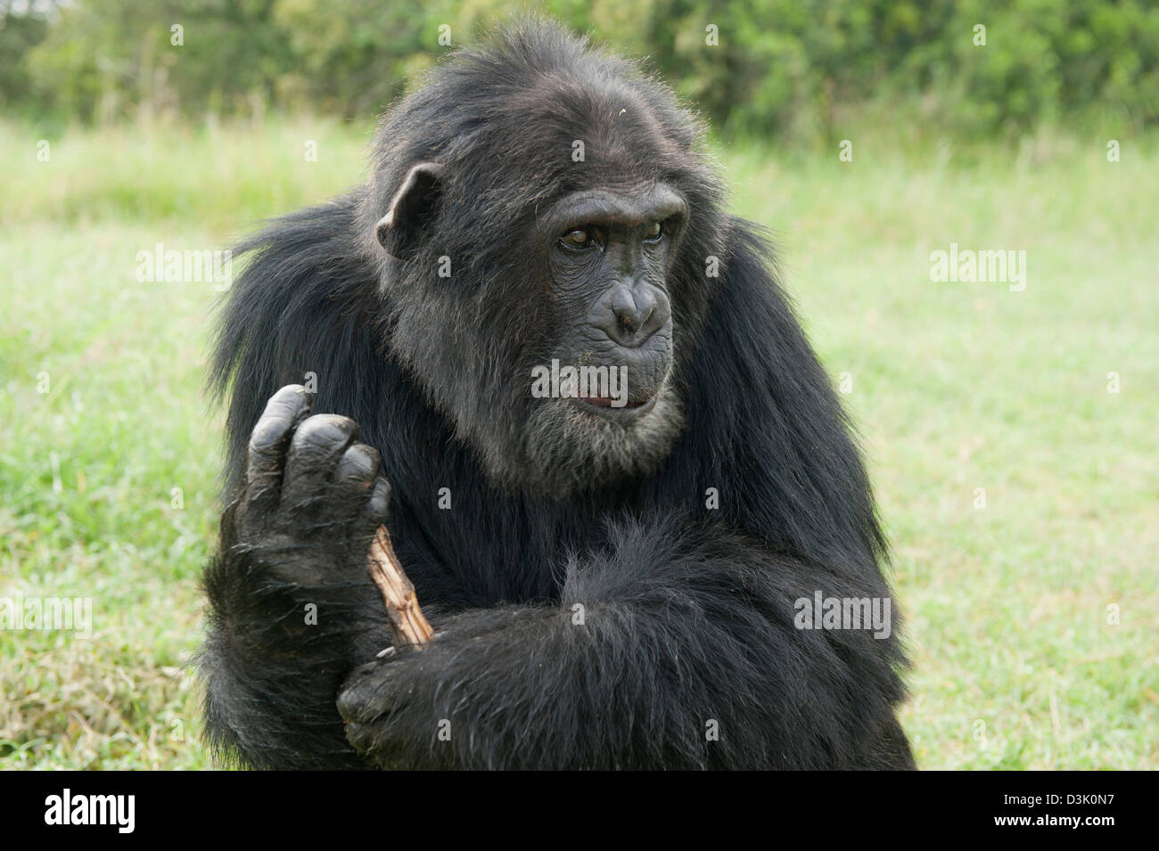 Le chimpanzé, Pan troglodytes , Sweetwaters chimpanzee sanctuary, Ol Pejeta Wildlife Conservancy, Laikipia, Kenya Banque D'Images