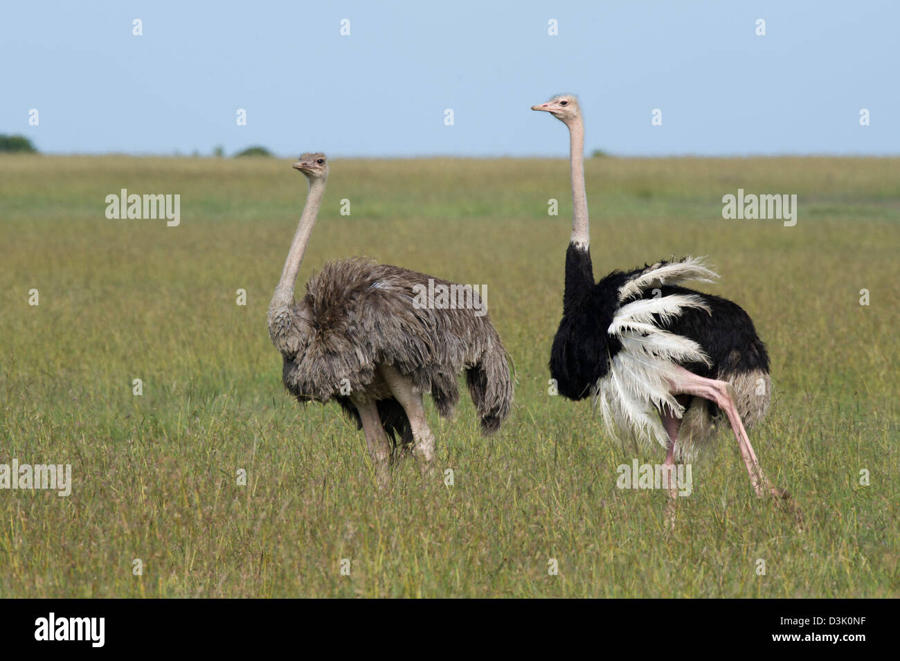 Paire d'autruche, Struthio camelus, Ol Pejeta Wildlife Conservancy, Laikipia, Kenya Banque D'Images