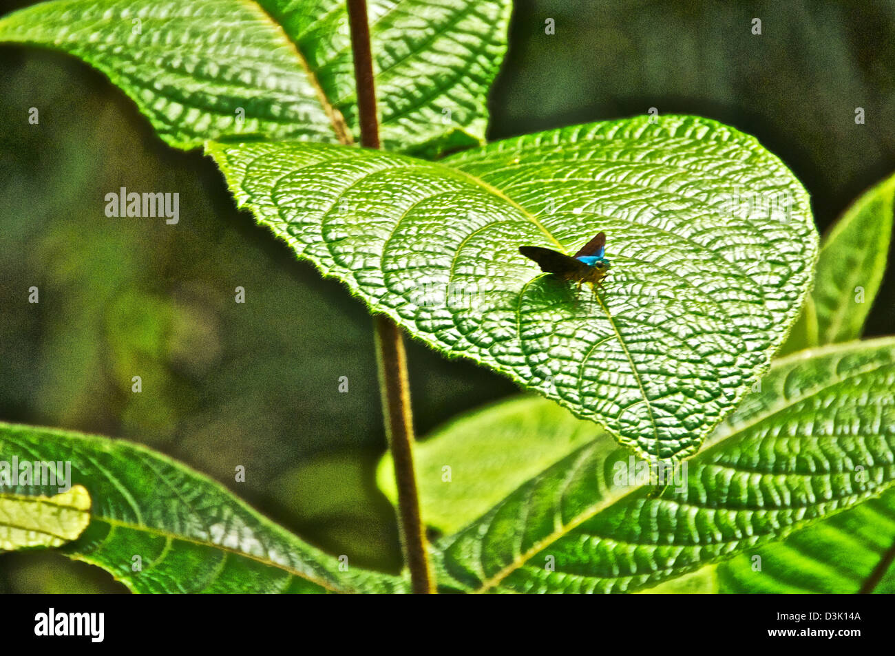 Papillon morpho bleu atterrit sur de grands espaces verts à partir de la forêt tropicale au Costa Rica Banque D'Images