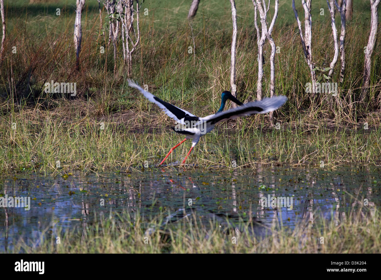 Black-necked stork ou jabiru (Xenorhynchus asiaticus), Gregory National Park, Territoire du Nord, Australie Banque D'Images