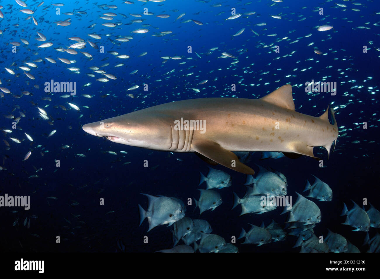 Sand Tiger Shark natation dans l'eau bleue au large des côtes de la Caroline du Nord. Banque D'Images