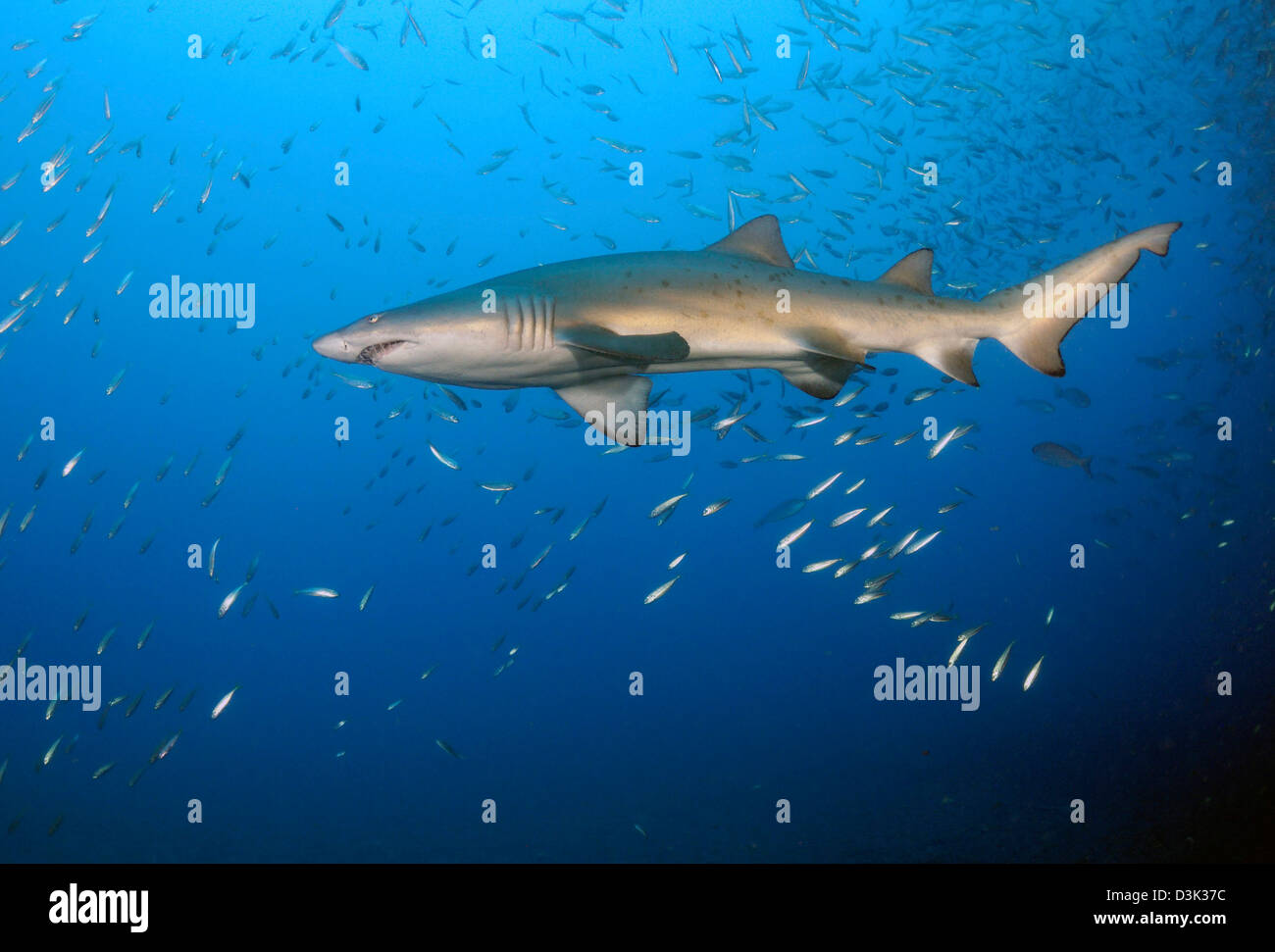 Sand Tiger Shark dans l'eau bleue au large des côtes de la Caroline du Nord. Banque D'Images
