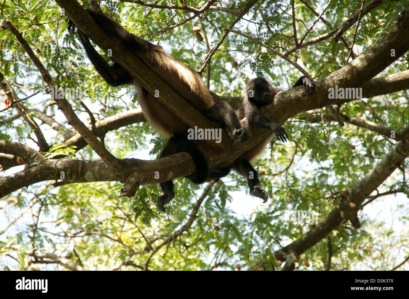 Singe hurleur dans arbre sur la plage de Costa Rica. Adultes, enfants, jouer, grimper et dormir. Banque D'Images